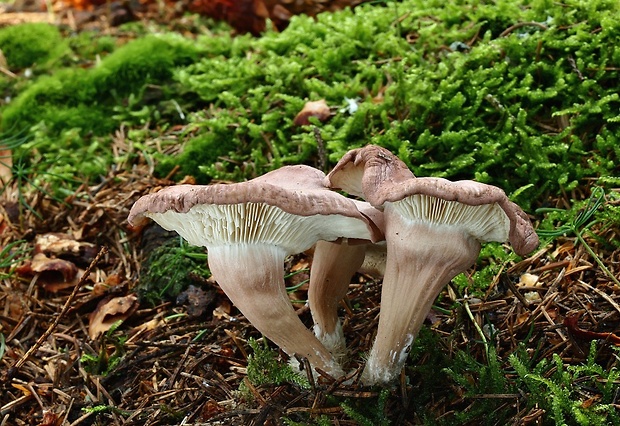 čírovnica  Rugosomyces sp.