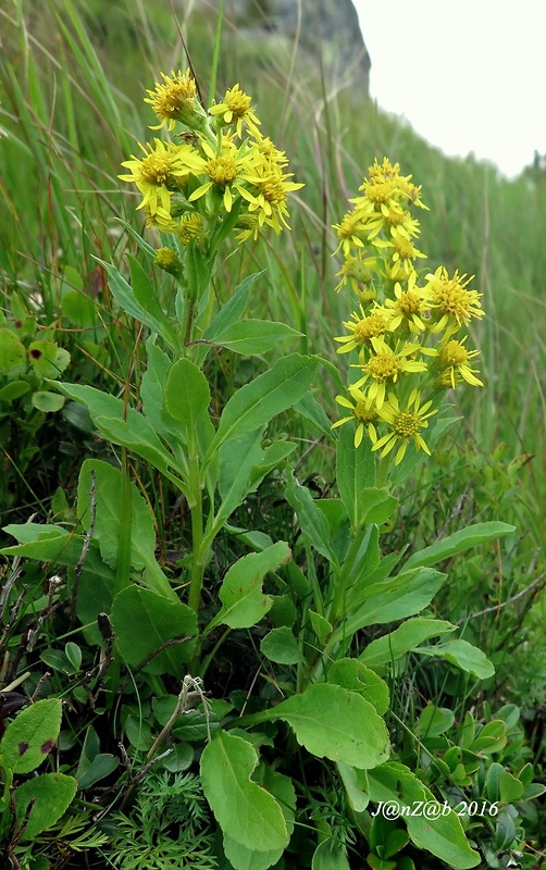 zlatobyľ obyčajná alpská Solidago virgaurea subsp. minuta (L.) Arcang.