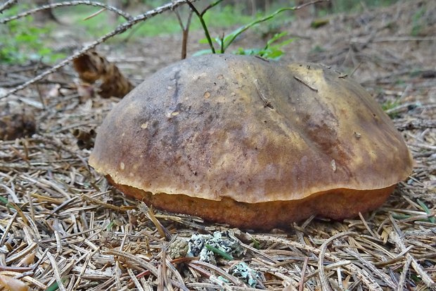 hríb zrnitohlúbikový Sutorius luridiformis (Rostk.) G. Wu & Zhu L. Yang