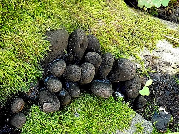 drevnatec Xylaria sp.