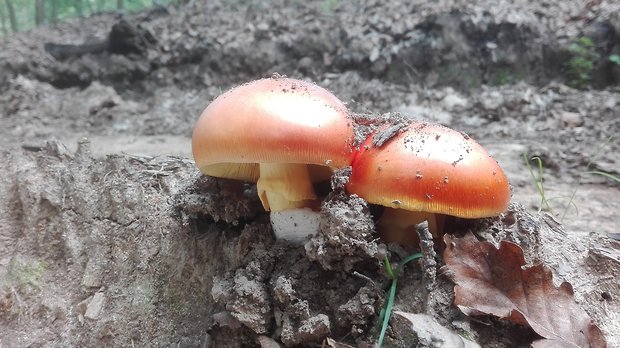 muchotrávka cisárska Amanita caesarea (Scop.) Pers.