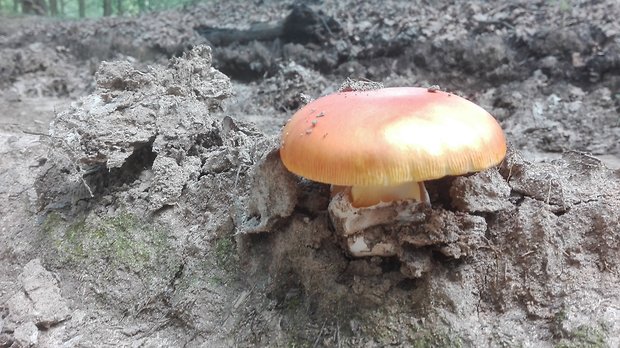 muchotrávka cisárska Amanita caesarea (Scop.) Pers.