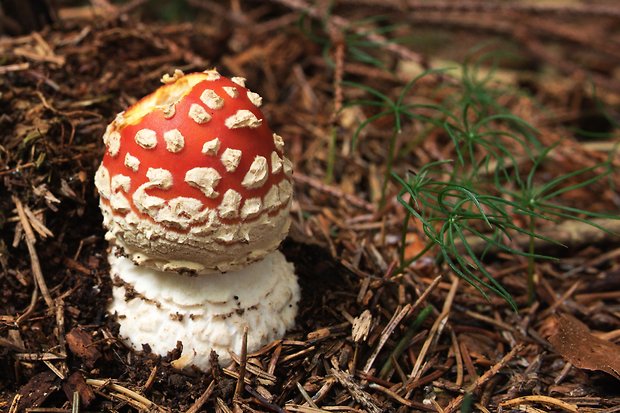 muchotrávka červená Amanita muscaria (L.) Lam.