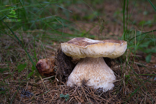 hríb smrekový Boletus edulis Bull.