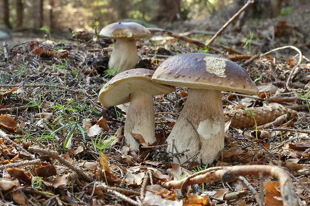 hríb smrekový Boletus edulis Bull.