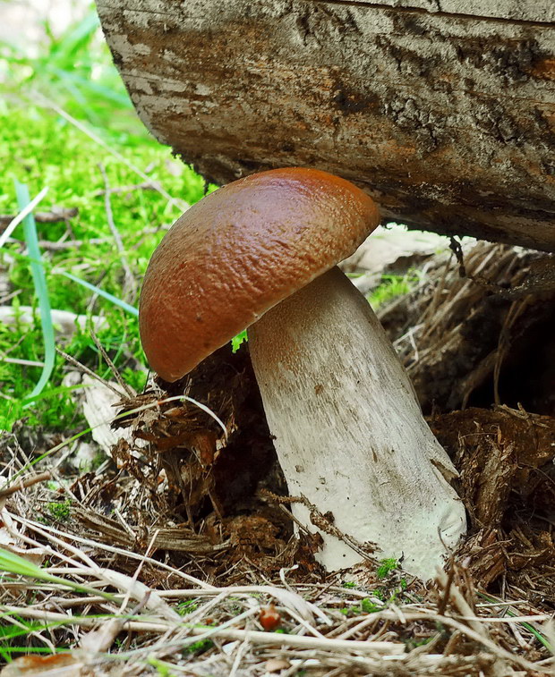 hríb smrekový Boletus edulis Bull.