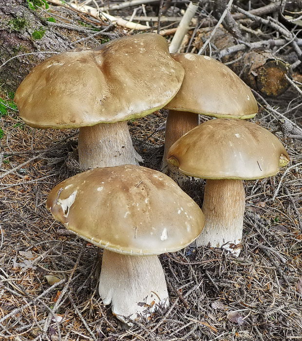 hríb smrekový Boletus edulis Bull.