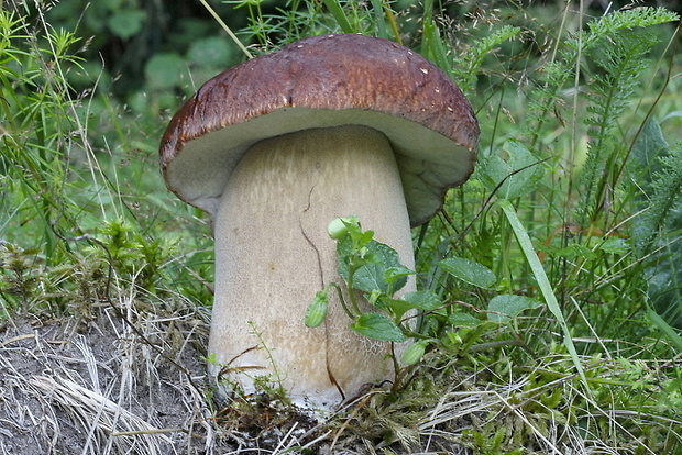 hríb dubový Boletus reticulatus Schaeff.