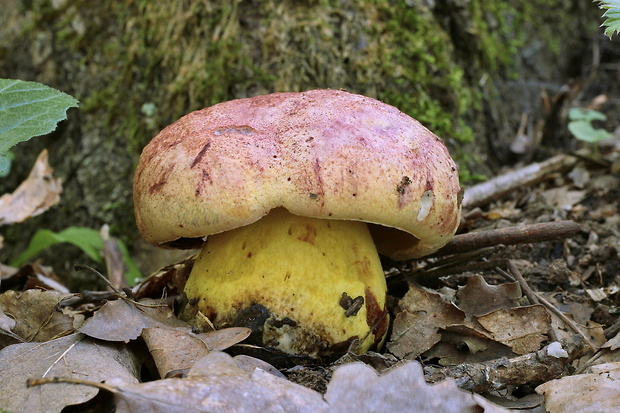 hríb kráľovský Butyriboletus regius (Krombh.) D. Arora & J.L. Frank