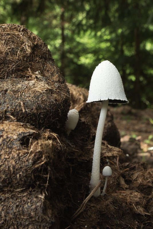 hnojník snehobiely Coprinopsis nivea (Pers.) Redhead, Vilgalys & Moncalvo