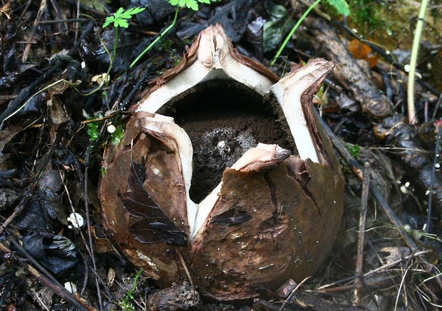 hviezdovka vlasatá Geastrum melanocephalum (Czern.) V.J. Staněk