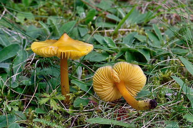 lúčnica hrotitá Hygrocybe acutoconica (Clem.) Singer