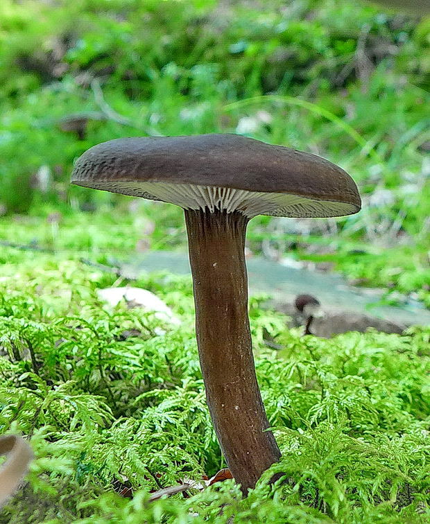 rýdzik čiernozamatový Lactarius lignyotus Fr.