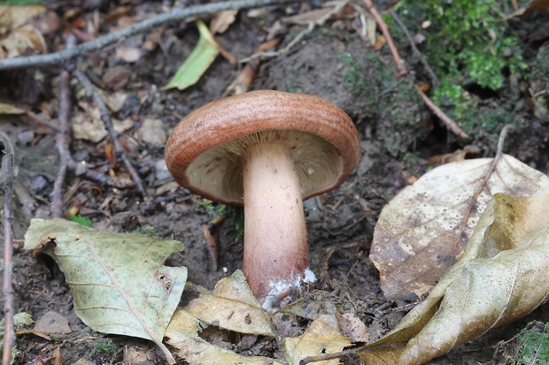 rýdzik dubový Lactarius quietus (Fr.) Fr.