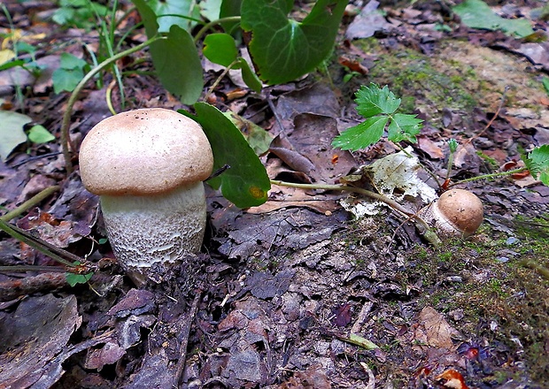 kozák topoľový Leccinum duriusculum (Schulzer ex Kalchbr.) Singer