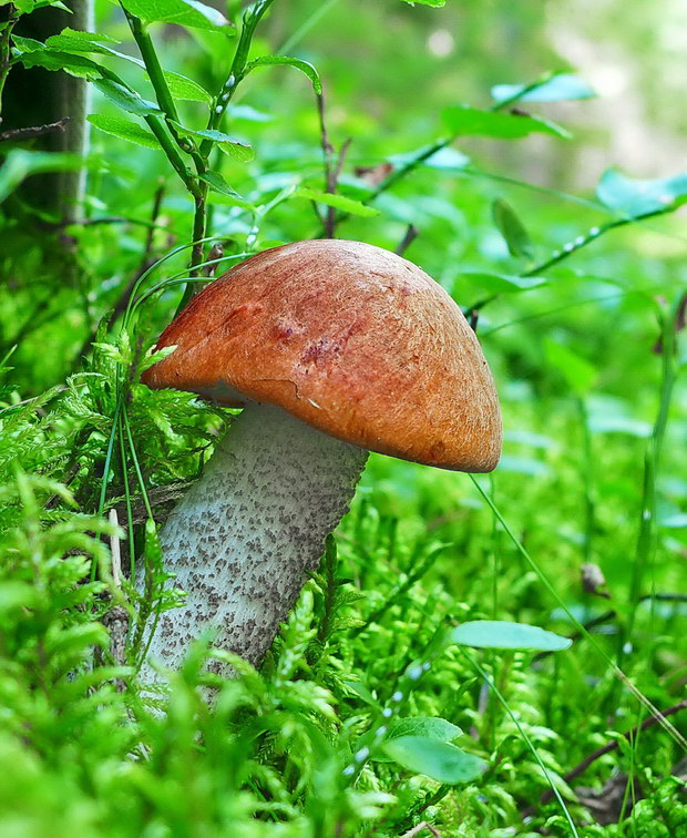 kozák smrekový Leccinum piceinum Pilát & Dermek