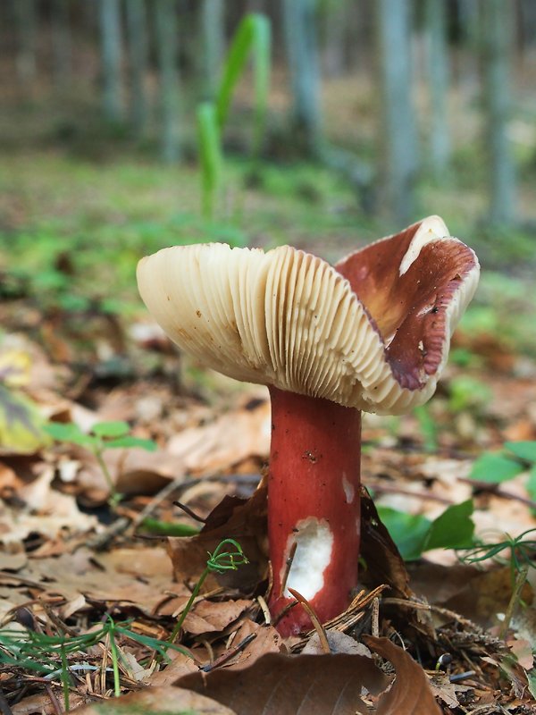 plávka Russula sp.