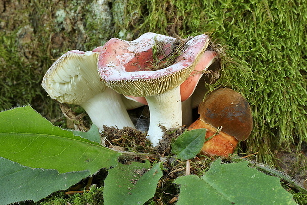 hríb zrnitohlúbikový Sutorius luridiformis (Rostk.) G. Wu & Zhu L. Yang