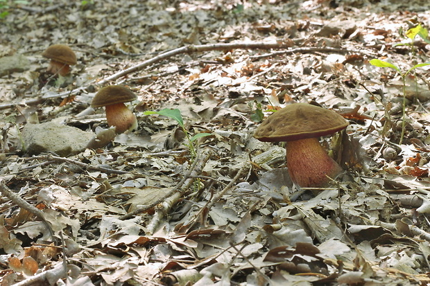 hríb zrnitohlúbikový Sutorius luridiformis