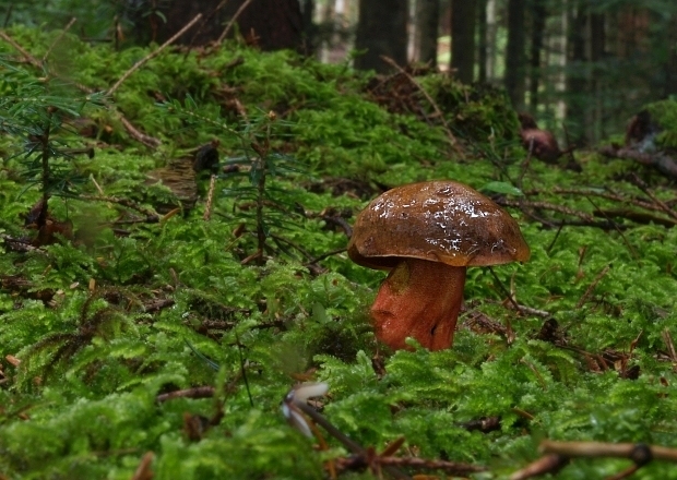 hríb zrnitohlúbikový Sutorius luridiformis (Rostk.) G. Wu & Zhu L. Yang