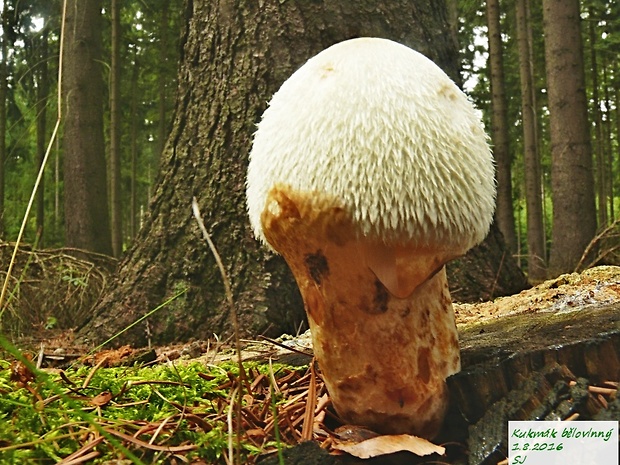 pošvovec stromový Volvariella bombycina (Schaeff.) Singer