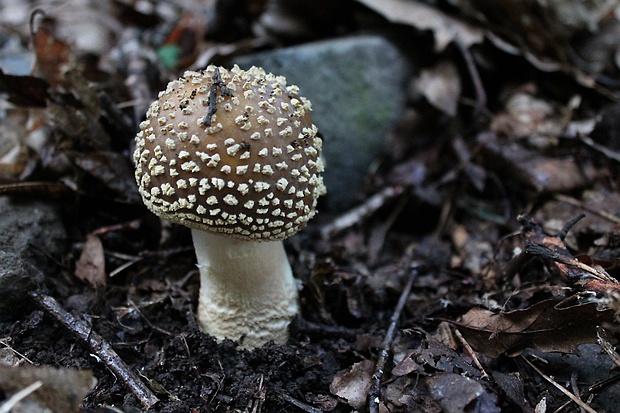 muchotrávka tigrovaná Amanita pantherina (DC.) Krombh.