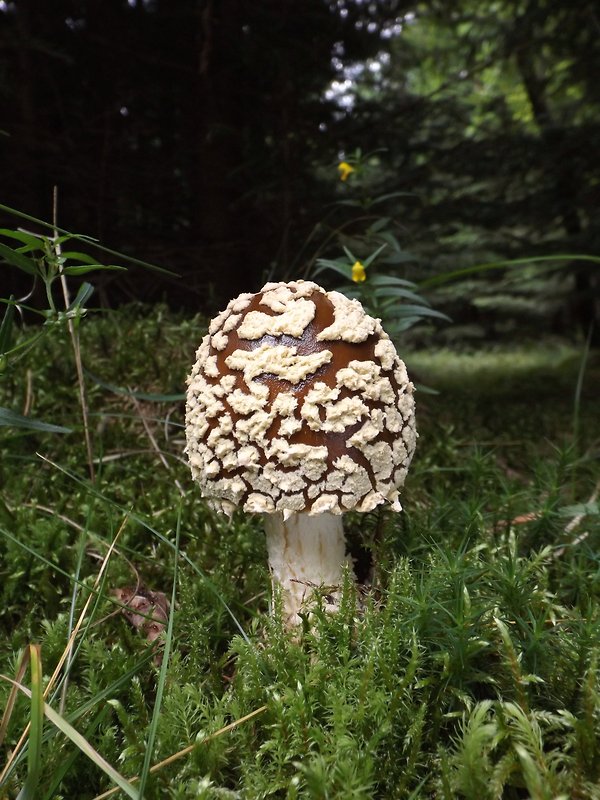 muchotrávka kráľovská Amanita regalis (Fr.) Michael