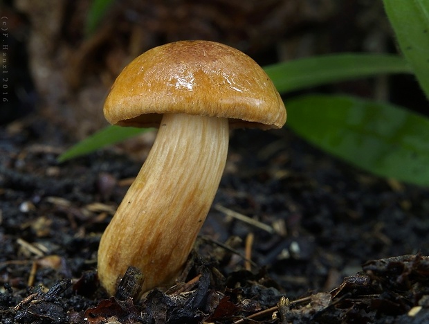 suchohríb moravský Aureoboletus moravicus (Vaček) Klofac