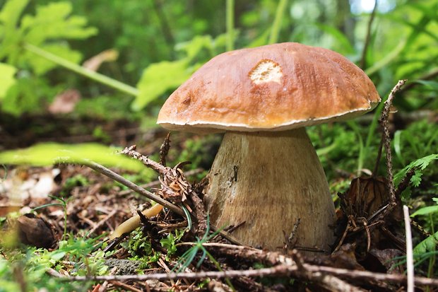 hríb smrekový Boletus edulis Bull.