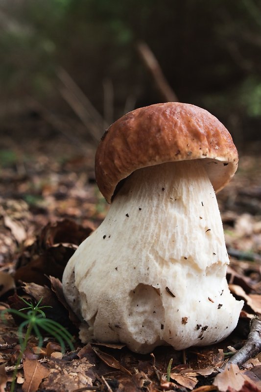 hríb smrekový Boletus edulis Bull.