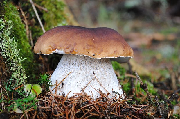 hríb smrekový Boletus edulis Bull.