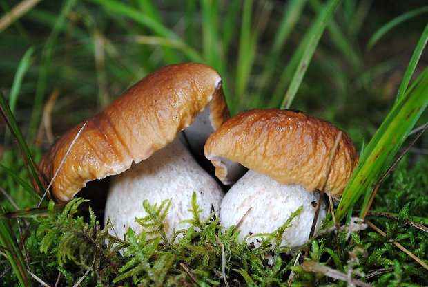 hríb smrekový Boletus edulis Bull.