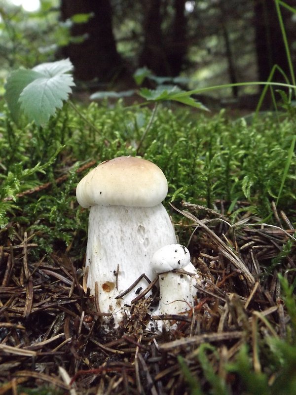 hríb smrekový Boletus edulis Bull.