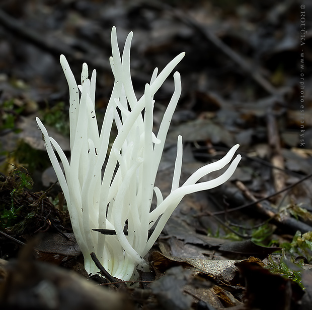 kyjačik lámavý Clavaria fragilis Holmsk.