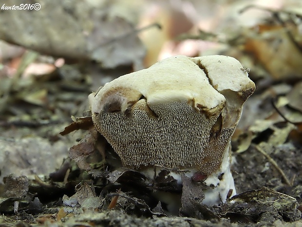 jelenkovka Hydnellum sp.