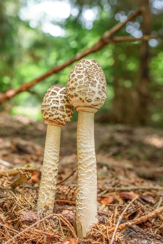 bedľa vysoká Macrolepiota procera (Scop.) Singer