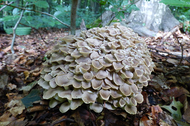 trúdnik klobúčkatý Polyporus umbellatus (Pers.) Fr.