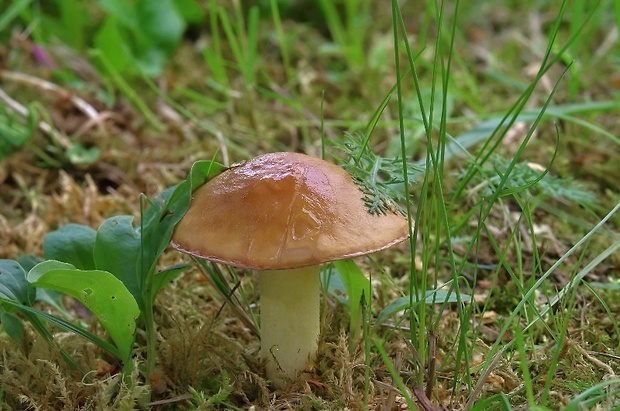 masliak zrnitý Suillus granulatus (L.) Roussel