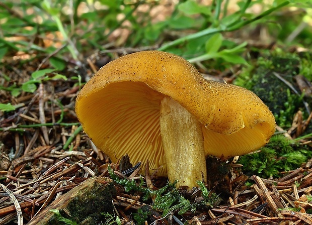 čírovec ozdobný Tricholomopsis decora (Fr.) Singer