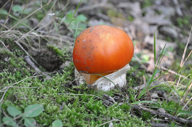 muchotrávka cisárska Amanita caesarea (Scop.) Pers.