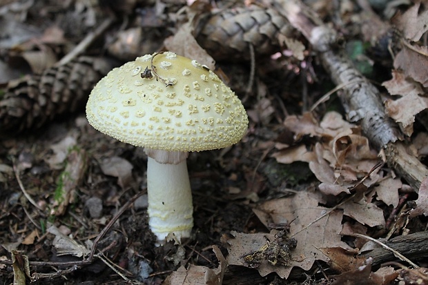 muchotrávka Amanita sp.