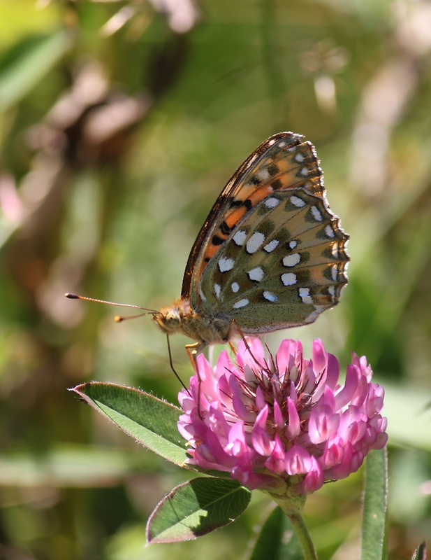 perlovec veľký Argynnis aglaja