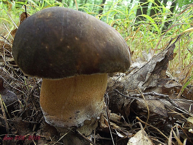 hríb bronzový Boletus aereus Bull. ex Fr.