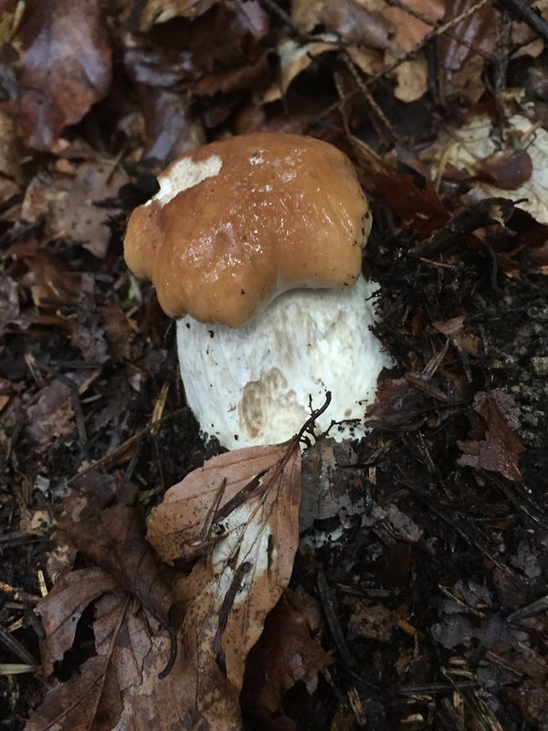 hríb smrekový Boletus edulis Bull.