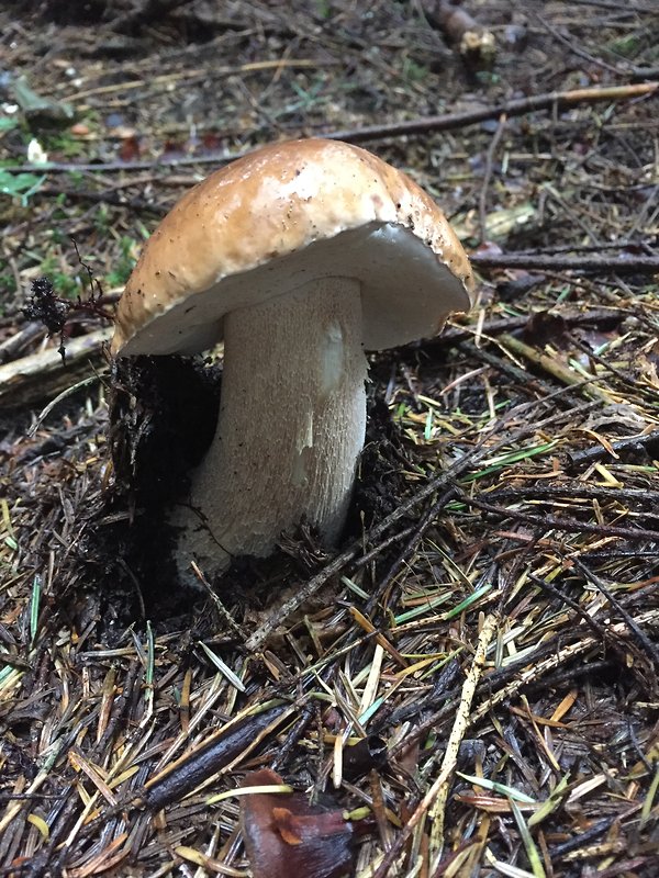 hríb smrekový Boletus edulis Bull.