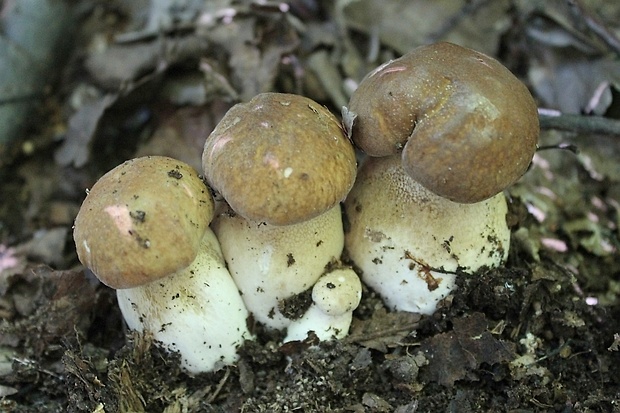 hríb dubový Boletus reticulatus Schaeff.