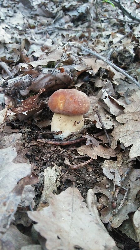 hríb dubový Boletus reticulatus Schaeff.