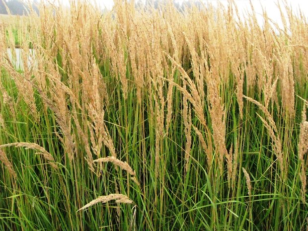 smlz kroviskový Calamagrostis epigejos (L.) Roth