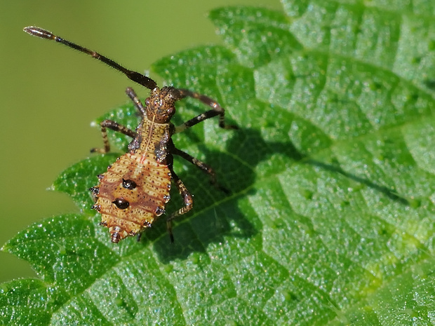 obrubnica štiavová Coreus marginatus