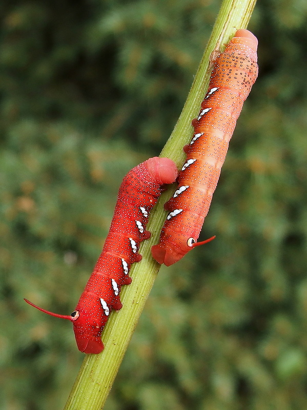 lišaj  Eumorpha achemon